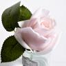 96CN-R46 Диффуз.Rose Bud French Pink,спрей White Gardenia 5мл уп в Ярославле